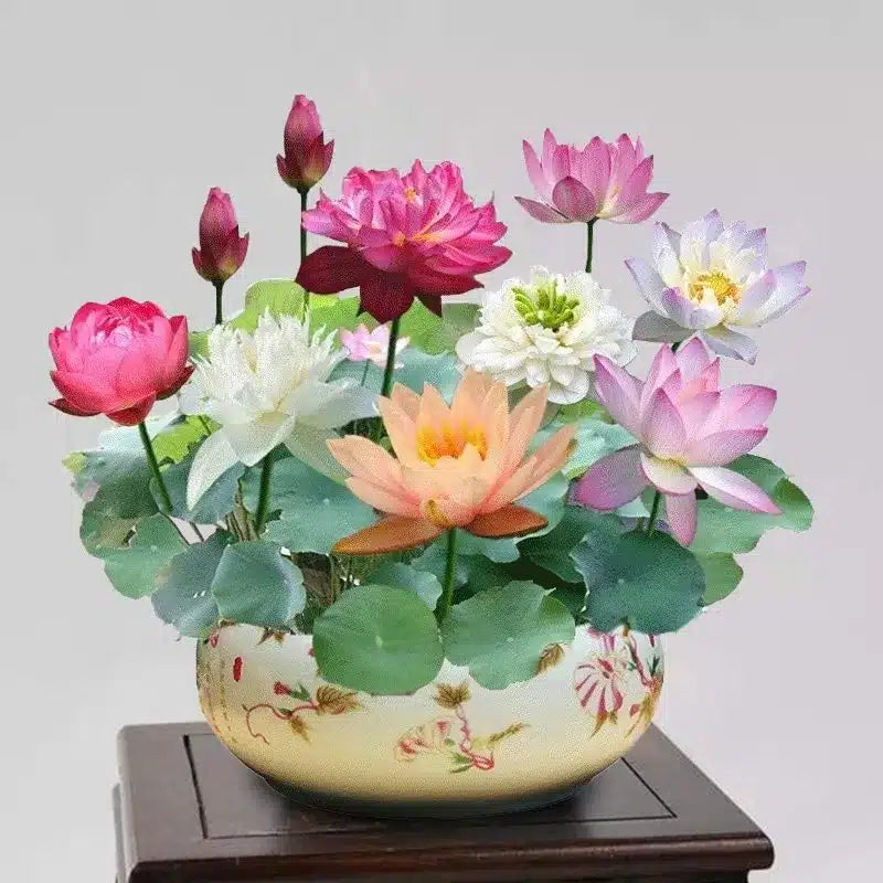 DecorativePlants™ – Decoratieve Lotusbloem Zaadpakket