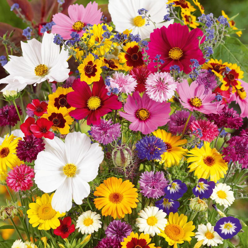 GardenSeeds - Gemakkelijk Te Groeien Gemengde Bloemen Tuin Variëteit Kleurige Bloemen Zaden