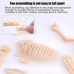 Kletshuts™ SkeletonDinosaur: Educatief Skelet Dinosaurus Fossiel Graaf Pakket
