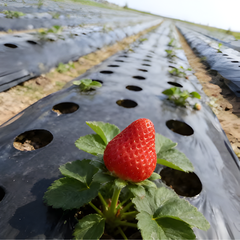 LandscapeCover: Agrarische Landschap Onkruidbestrijding Bodembedekking