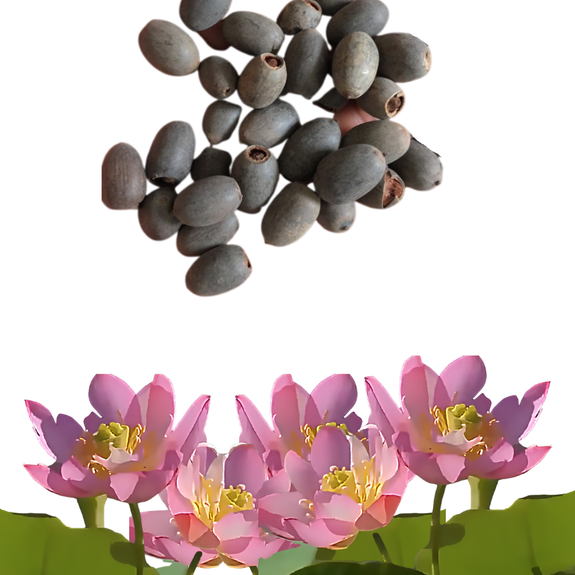 DecorativePlants™ – Decoratieve Lotusbloem Zaadpakket