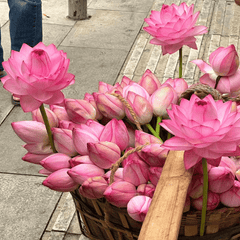 DecorativePlants™ – Decoratieve Lotusbloem Zaadpakket