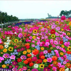 GardenSeeds - Gemakkelijk Te Groeien Gemengde Bloemen Tuin Variëteit Kleurige Bloemen Zaden