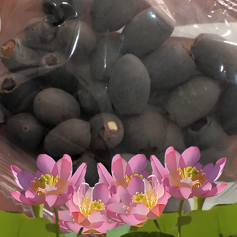 DecorativePlants™ – Decoratieve Lotusbloem Zaadpakket