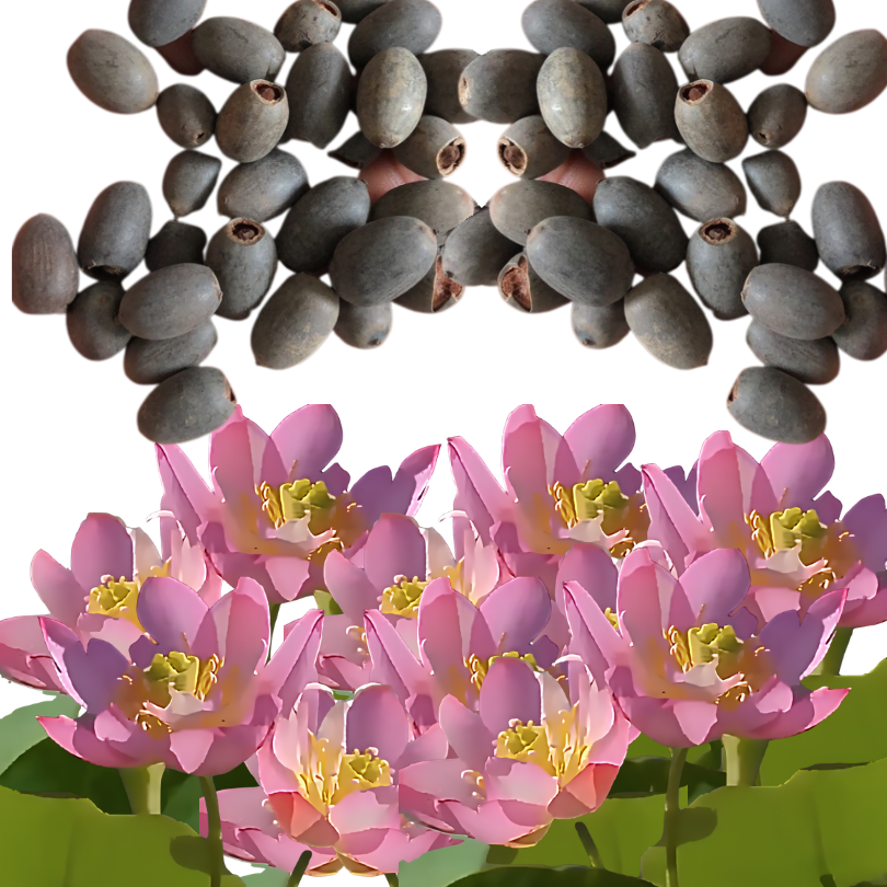 DecorativePlants™ – Decoratieve Lotusbloem Zaadpakket