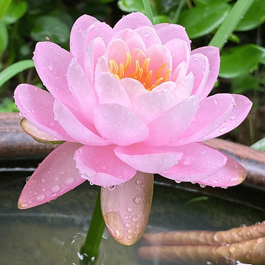 DecorativePlants™ – Decoratieve Lotusbloem Zaadpakket