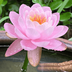 DecorativePlants™ – Decoratieve Lotusbloem Zaadpakket