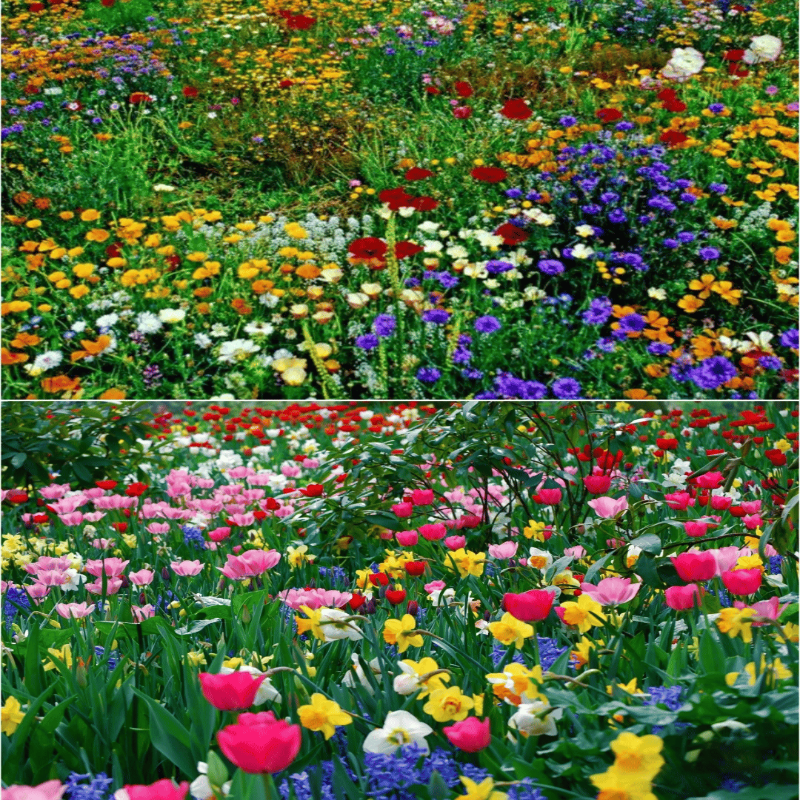 GardenSeeds - Gemakkelijk Te Groeien Gemengde Bloemen Tuin Variëteit Kleurige Bloemen Zaden