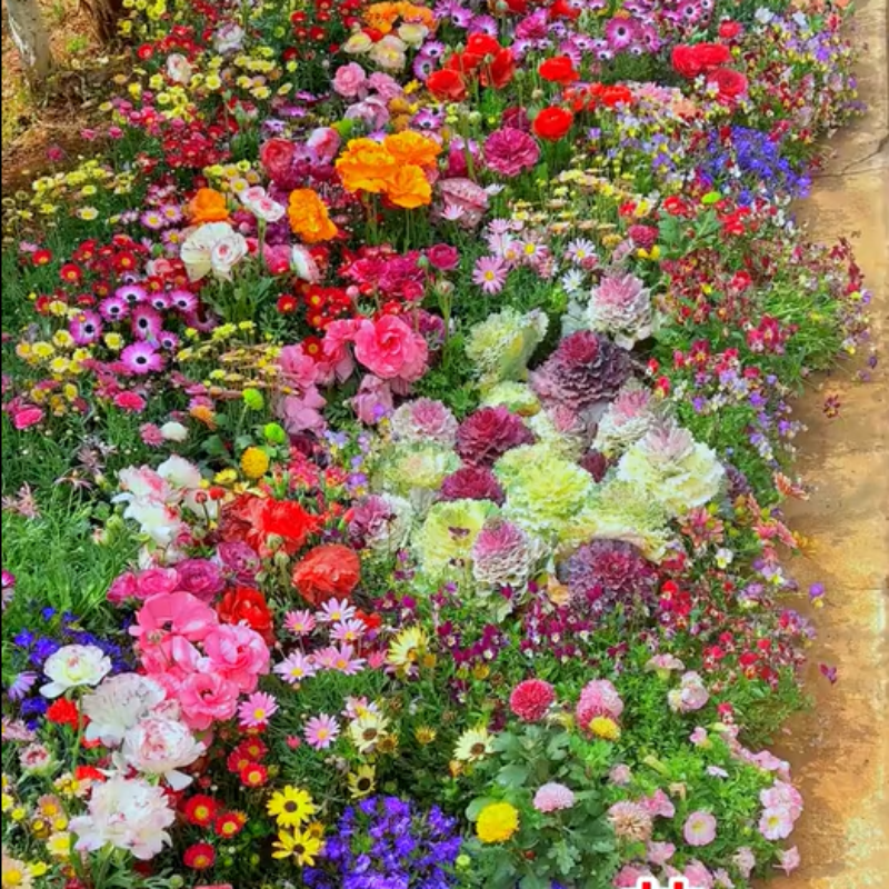 GardenSeeds - Gemakkelijk Te Groeien Gemengde Bloemen Tuin Variëteit Kleurige Bloemen Zaden