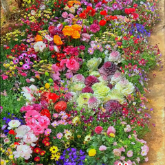 GardenSeeds - Gemakkelijk Te Groeien Gemengde Bloemen Tuin Variëteit Kleurige Bloemen Zaden