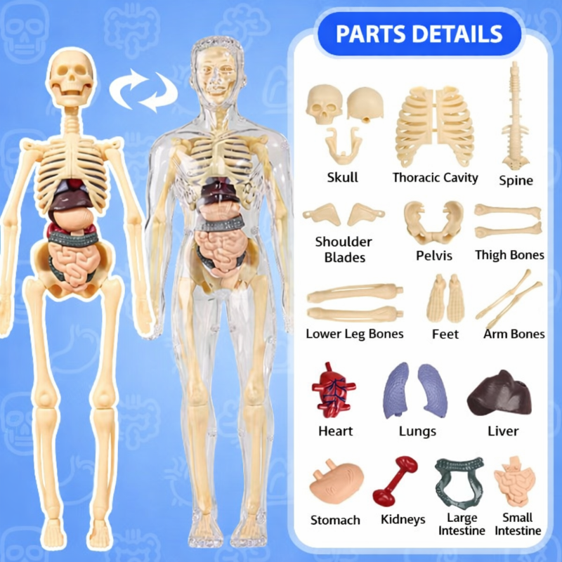 Kletshuts™ AnatomyKit: Menselijk Anatomie Model Onderdelen Educatieve Leer Kit