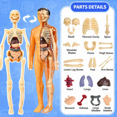 Kletshuts™ AnatomyKit: Menselijk Anatomie Model Onderdelen Educatieve Leer Kit