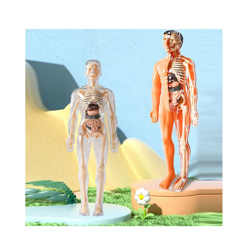 Kletshuts™ AnatomyKit: Menselijk Anatomie Model Onderdelen Educatieve Leer Kit