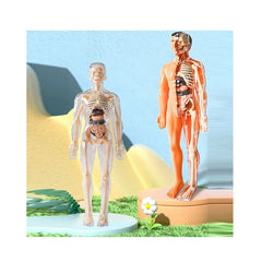 Kletshuts™ AnatomyKit: Menselijk Anatomie Model Onderdelen Educatieve Leer Kit