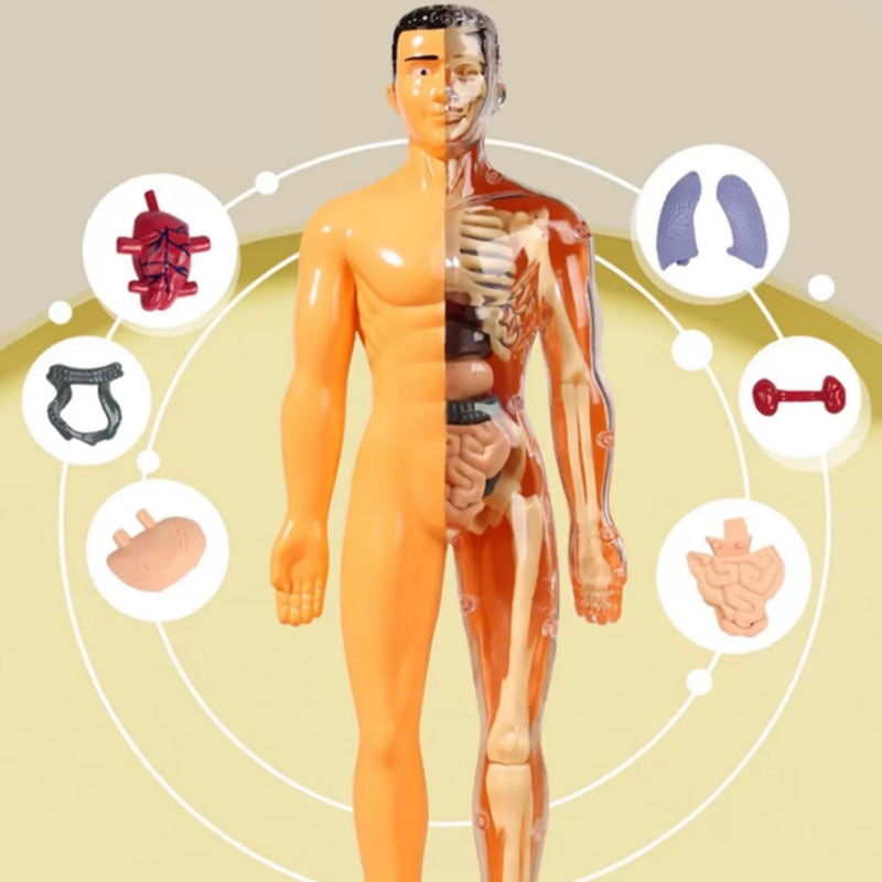 Kletshuts™ AnatomyKit: Menselijk Anatomie Model Onderdelen Educatieve Leer Kit