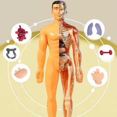 Kletshuts™ AnatomyKit: Menselijk Anatomie Model Onderdelen Educatieve Leer Kit