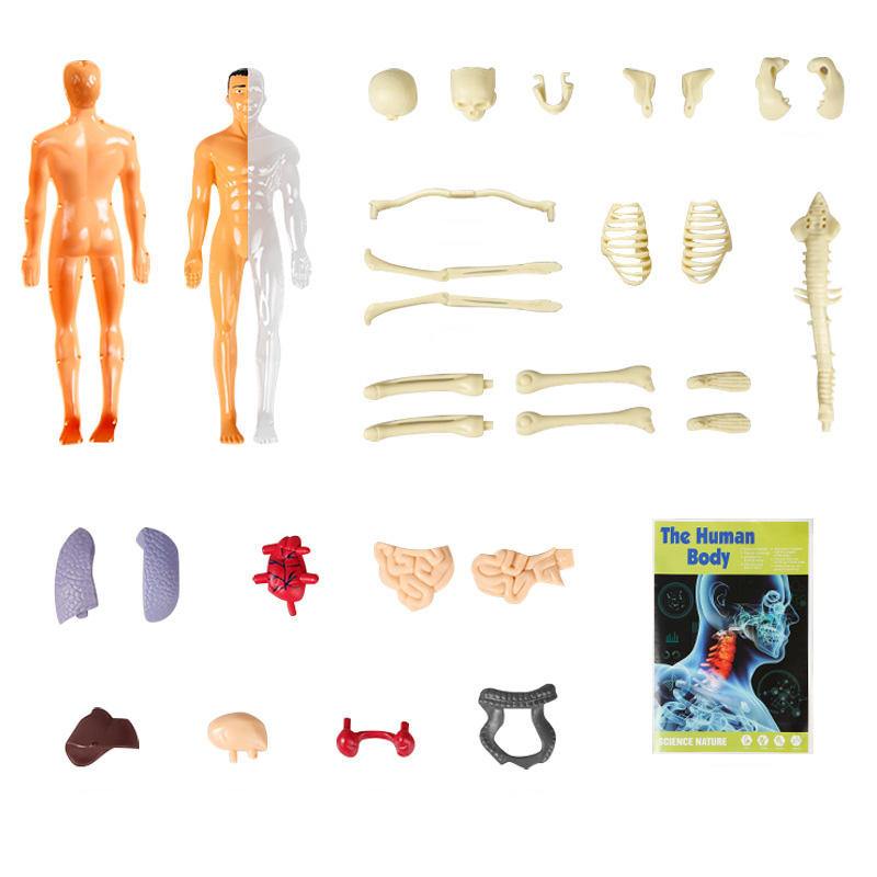 Kletshuts™ AnatomyKit: Menselijk Anatomie Model Onderdelen Educatieve Leer Kit