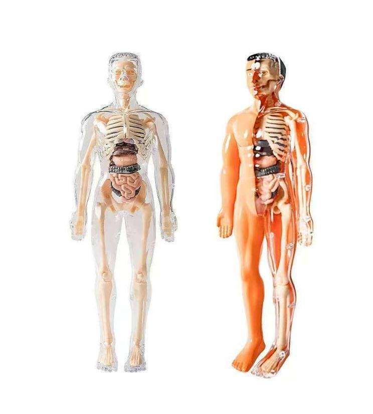 Kletshuts™ AnatomyKit: Menselijk Anatomie Model Onderdelen Educatieve Leer Kit