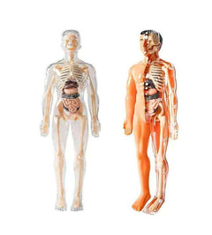 Kletshuts™ AnatomyKit: Menselijk Anatomie Model Onderdelen Educatieve Leer Kit