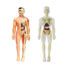 Kletshuts™ AnatomyKit: Menselijk Anatomie Model Onderdelen Educatieve Leer Kit