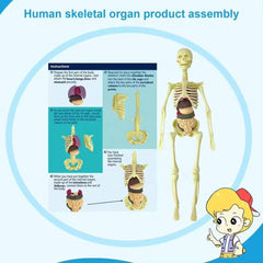 Kletshuts™ AnatomyKit: Menselijk Anatomie Model Onderdelen Educatieve Leer Kit