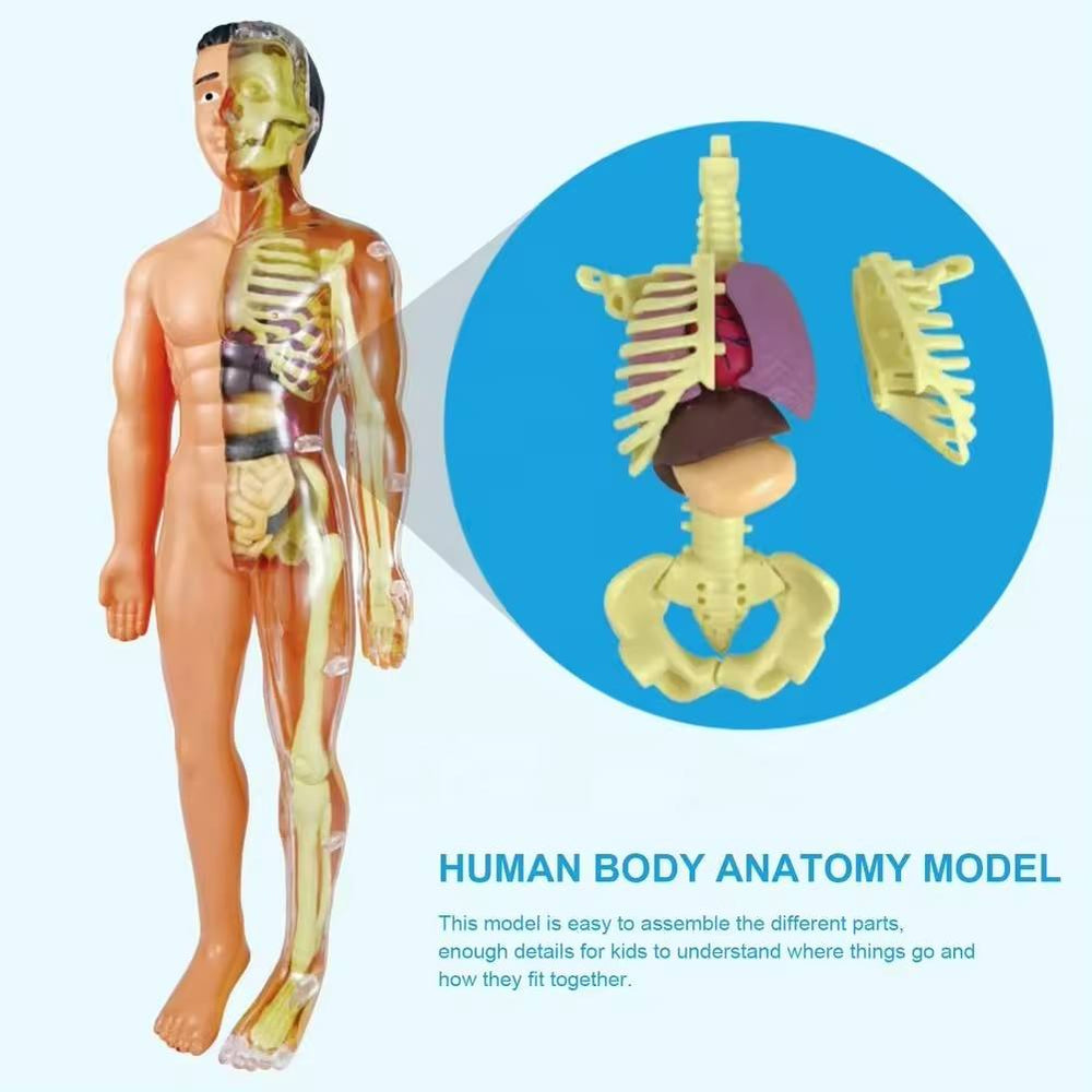 Kletshuts™ AnatomyKit: Menselijk Anatomie Model Onderdelen Educatieve Leer Kit