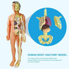 Kletshuts™ AnatomyKit: Menselijk Anatomie Model Onderdelen Educatieve Leer Kit