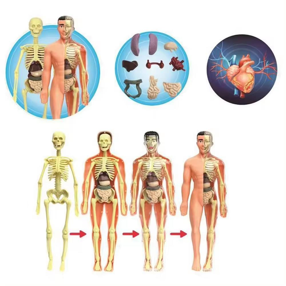 Kletshuts™ AnatomyKit: Menselijk Anatomie Model Onderdelen Educatieve Leer Kit