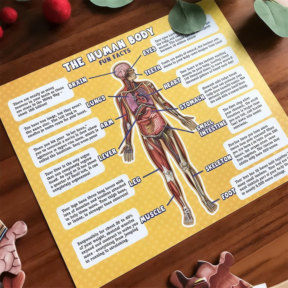 Kletshuts™ BodyPuzzle: Educatieve Menselijke Lichaams Anatomie Puzzel Set