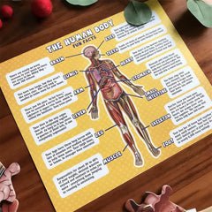 Kletshuts™ BodyPuzzle: Educatieve Menselijke Lichaams Anatomie Puzzel Set