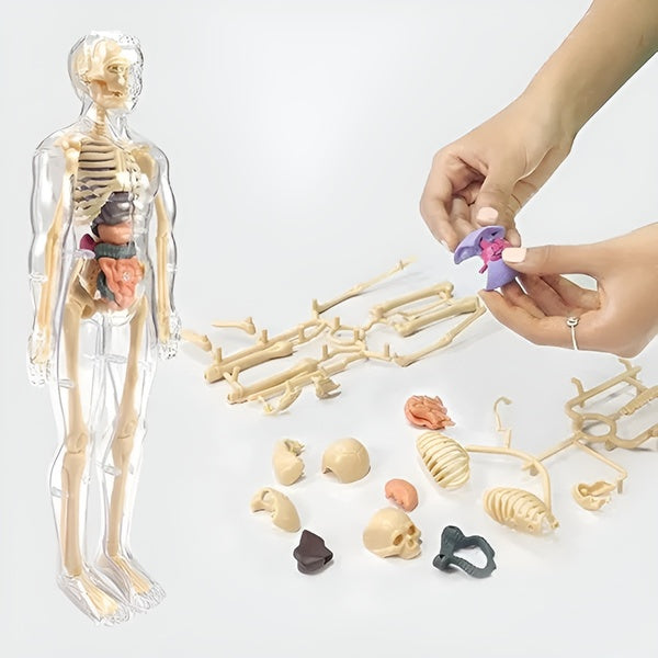 Kletshuts™ AnatomyKit: Menselijk Anatomie Model Onderdelen Educatieve Leer Kit