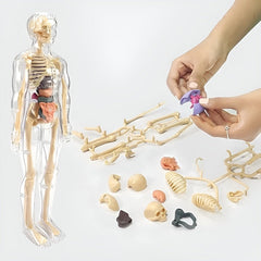 Kletshuts™ AnatomyKit: Menselijk Anatomie Model Onderdelen Educatieve Leer Kit