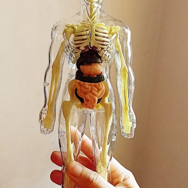 Kletshuts™ AnatomyKit: Menselijk Anatomie Model Onderdelen Educatieve Leer Kit