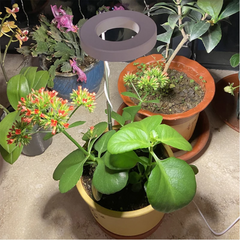 Ledsen™ PlantLamp: Verstelbaar Binnen LED Groeilamp Plant Lamp