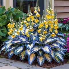 PremiumPlants 1+1 GRATIS: Hoogwaardige Zeldzame Laagonderhoud Schaduw Premium Planten