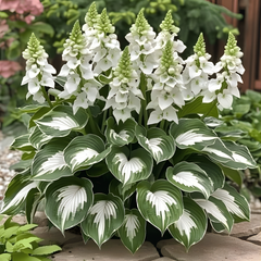 PremiumPlants 1+1 GRATIS: Hoogwaardige Zeldzame Laagonderhoud Schaduw Premium Planten