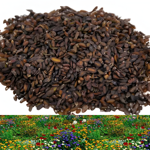 GardenSeeds - Gemakkelijk Te Groeien Gemengde Bloemen Tuin Variëteit Kleurige Bloemen Zaden