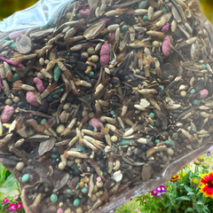 GardenSeeds - Gemakkelijk Te Groeien Gemengde Bloemen Tuin Variëteit Kleurige Bloemen Zaden
