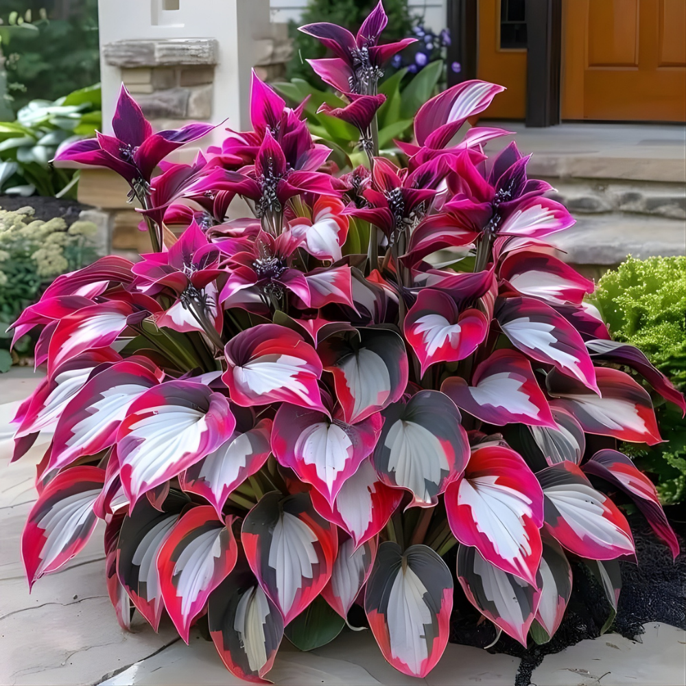 PremiumPlants 1+1 GRATIS: Hoogwaardige Zeldzame Laagonderhoud Schaduw Premium Planten