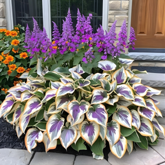 PremiumPlants 1+1 GRATIS: Hoogwaardige Zeldzame Laagonderhoud Schaduw Premium Planten