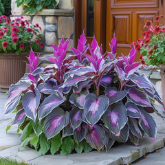 PremiumPlants 1+1 GRATIS: Hoogwaardige Zeldzame Laagonderhoud Schaduw Premium Planten