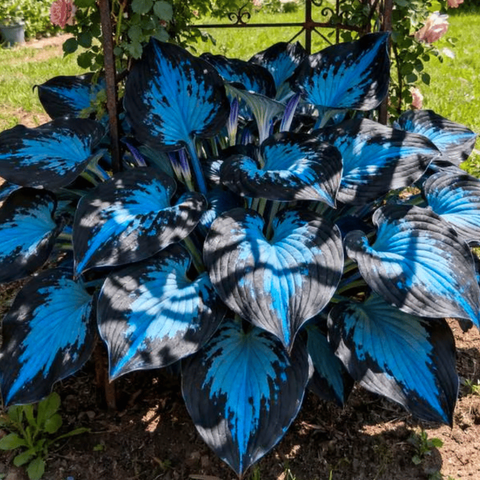 PremiumPlants 1+1 GRATIS: Hoogwaardige Zeldzame Laagonderhoud Schaduw Premium Planten
