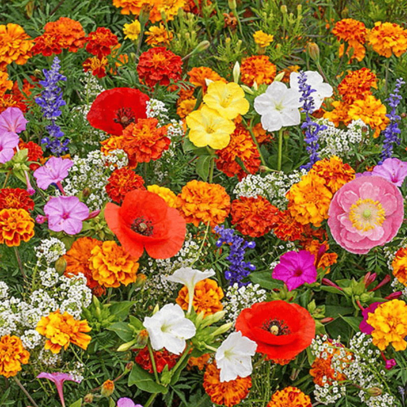 GardenSeeds - Gemakkelijk Te Groeien Gemengde Bloemen Tuin Variëteit Kleurige Bloemen Zaden