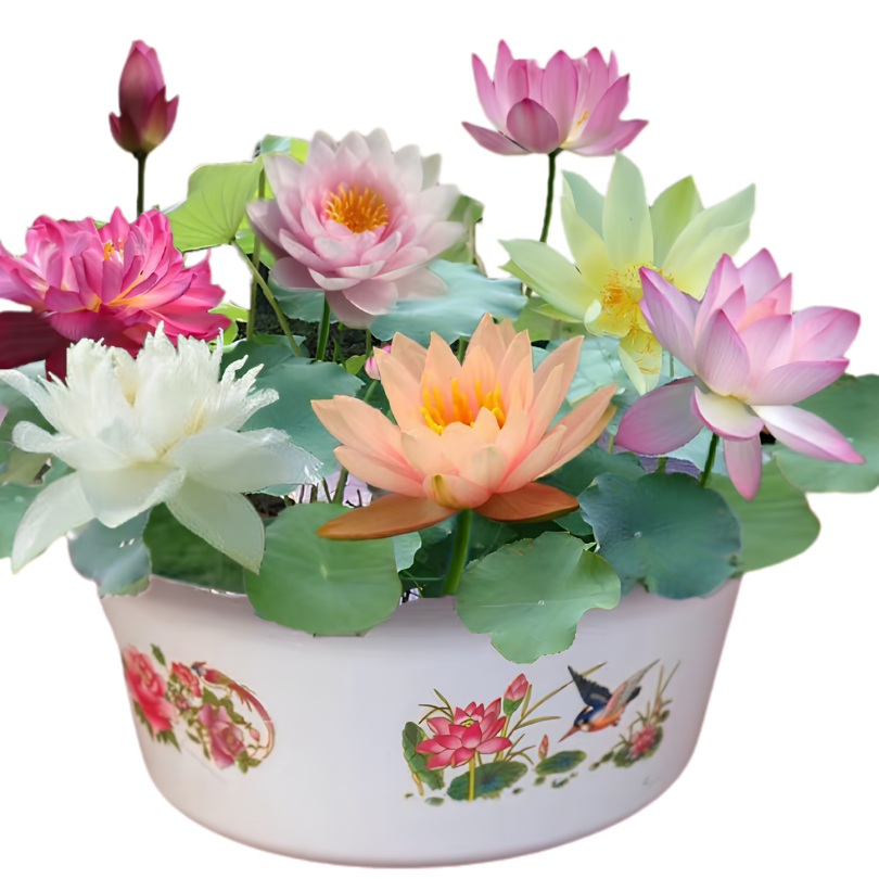 DecorativePlants™ – Decoratieve Lotusbloem Zaadpakket