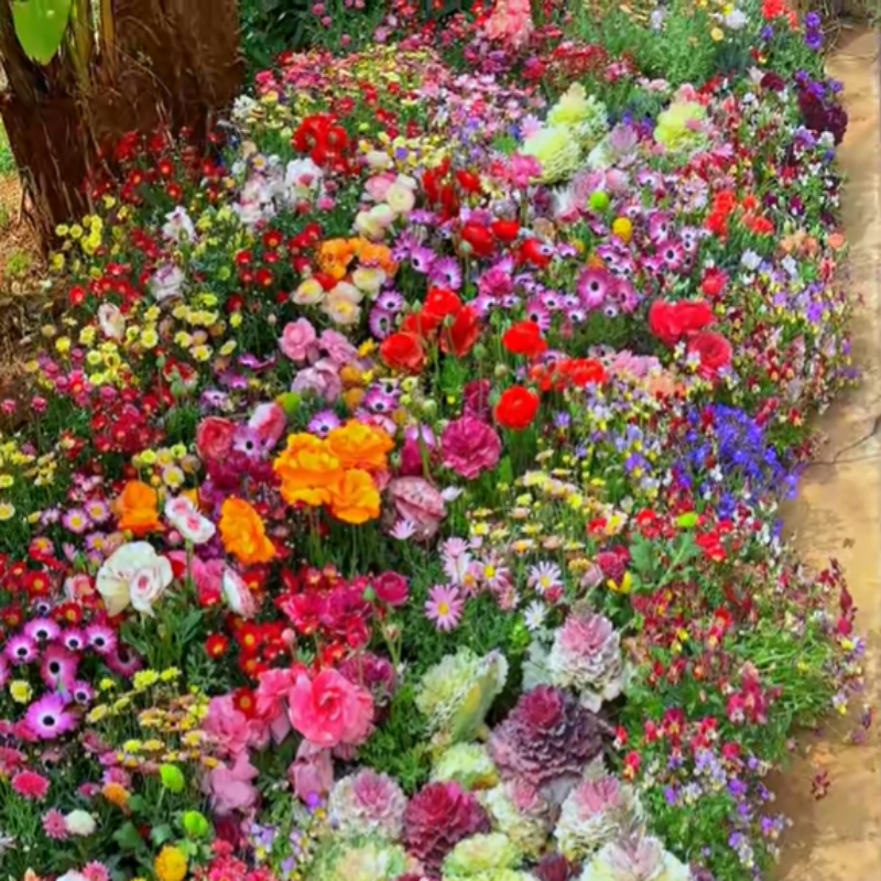 GardenSeeds - Gemakkelijk Te Groeien Gemengde Bloemen Tuin Variëteit Kleurige Bloemen Zaden