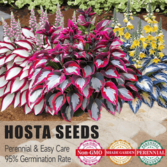 PremiumPlants 1+1 GRATIS: Hoogwaardige Zeldzame Laagonderhoud Schaduw Premium Planten