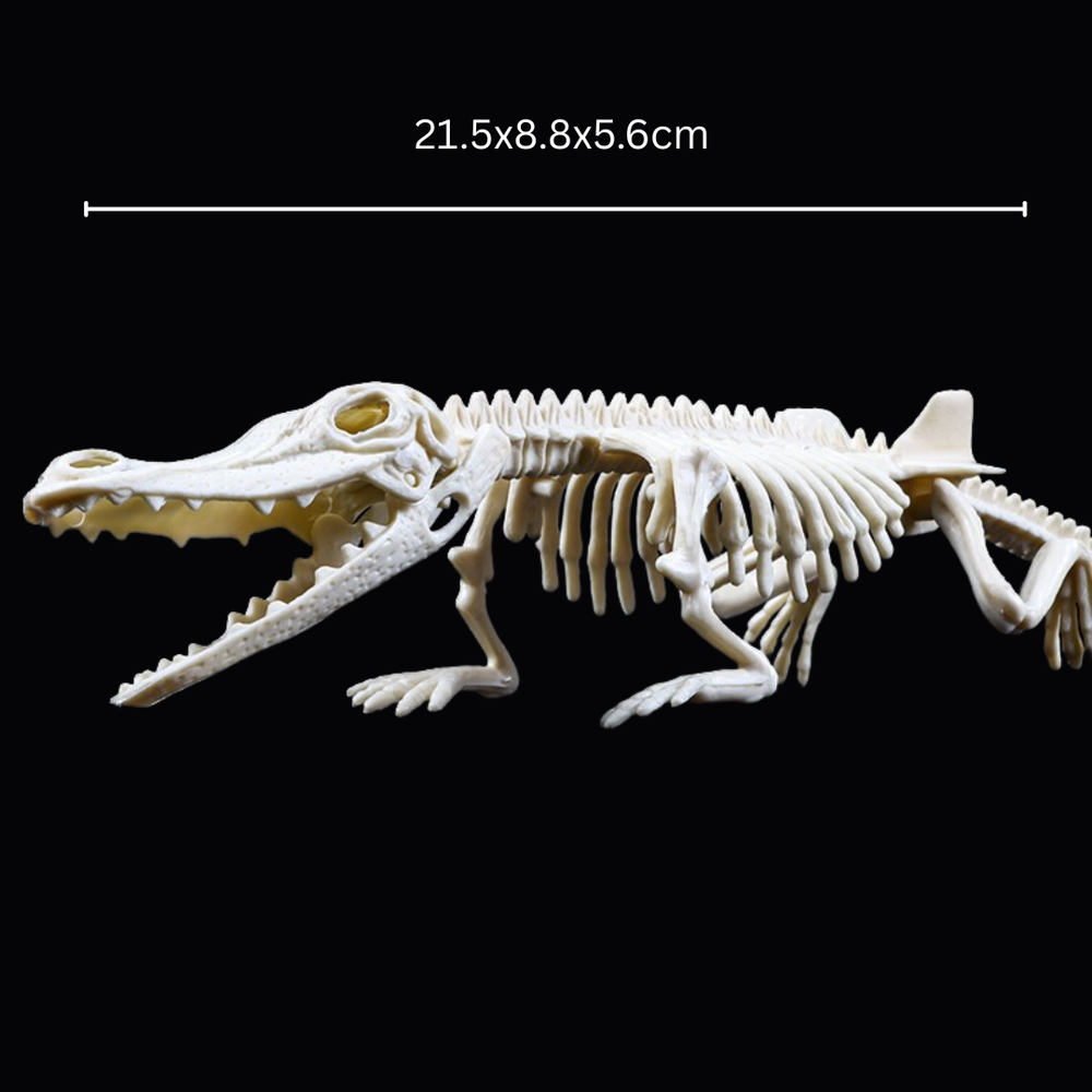 Kletshuts™ SkeletonDinosaur: Educatief Skelet Dinosaurus Fossiel Graaf Pakket