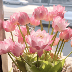 DecorativePlants™ – Decoratieve Lotusbloem Zaadpakket