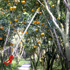 Globetrek° FruitPicker: Lichtgewicht Duurzaam Handvat Eenvoudig Te Gebruiken Fruitplukgereedschap
