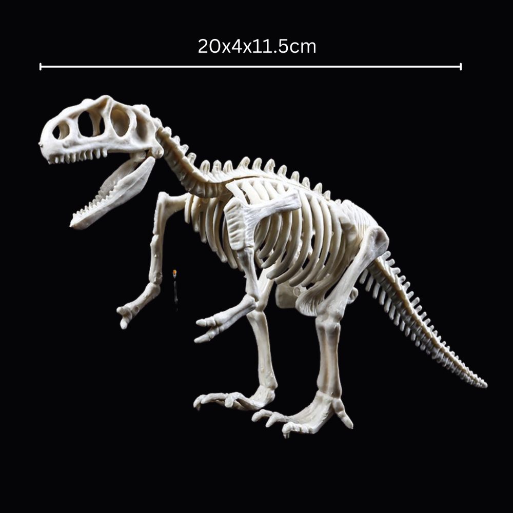 Kletshuts™ SkeletonDinosaur: Educatief Skelet Dinosaurus Fossiel Graaf Pakket